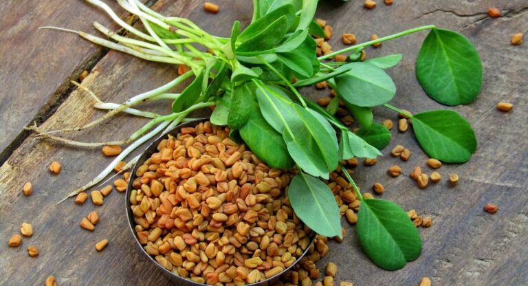 Fenugreek is a medicinal herb used in cooking and traditional medicine, known for digestion support, nutrition, and health benefits.