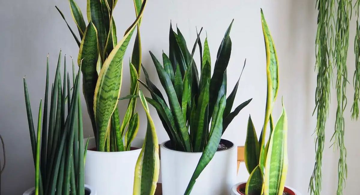 Step-by-step guide showing how to propagate snake plant using division, pups, leaf cuttings, water propagation, and rhizome method