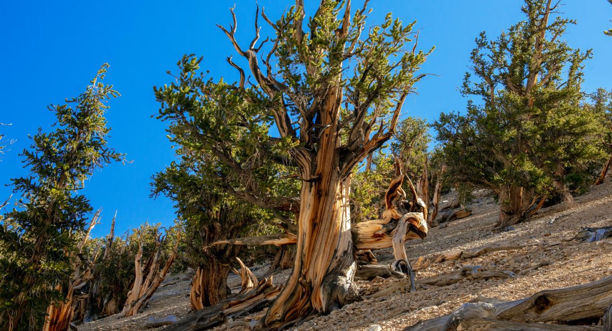 Methuselah Tree, the ancient bristlecone pine in California, known as one of the oldest living trees with thousands of years of survival.