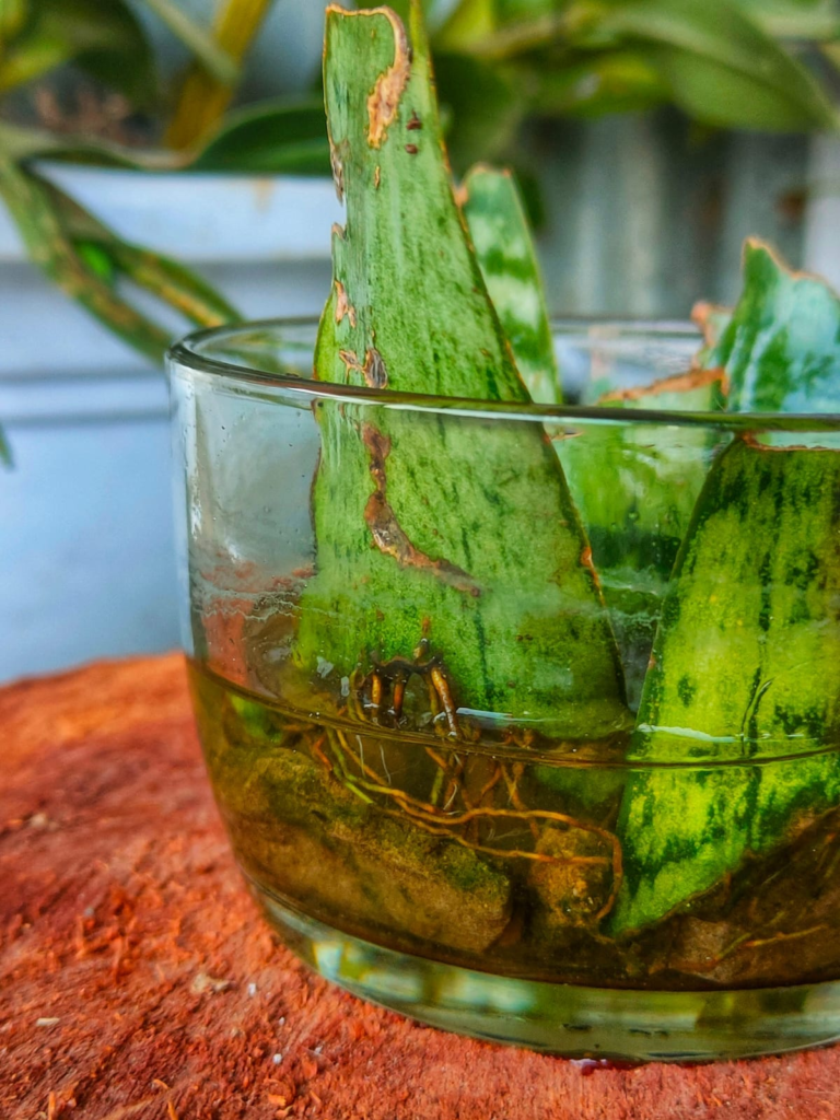Propagating Snake Plant in Water