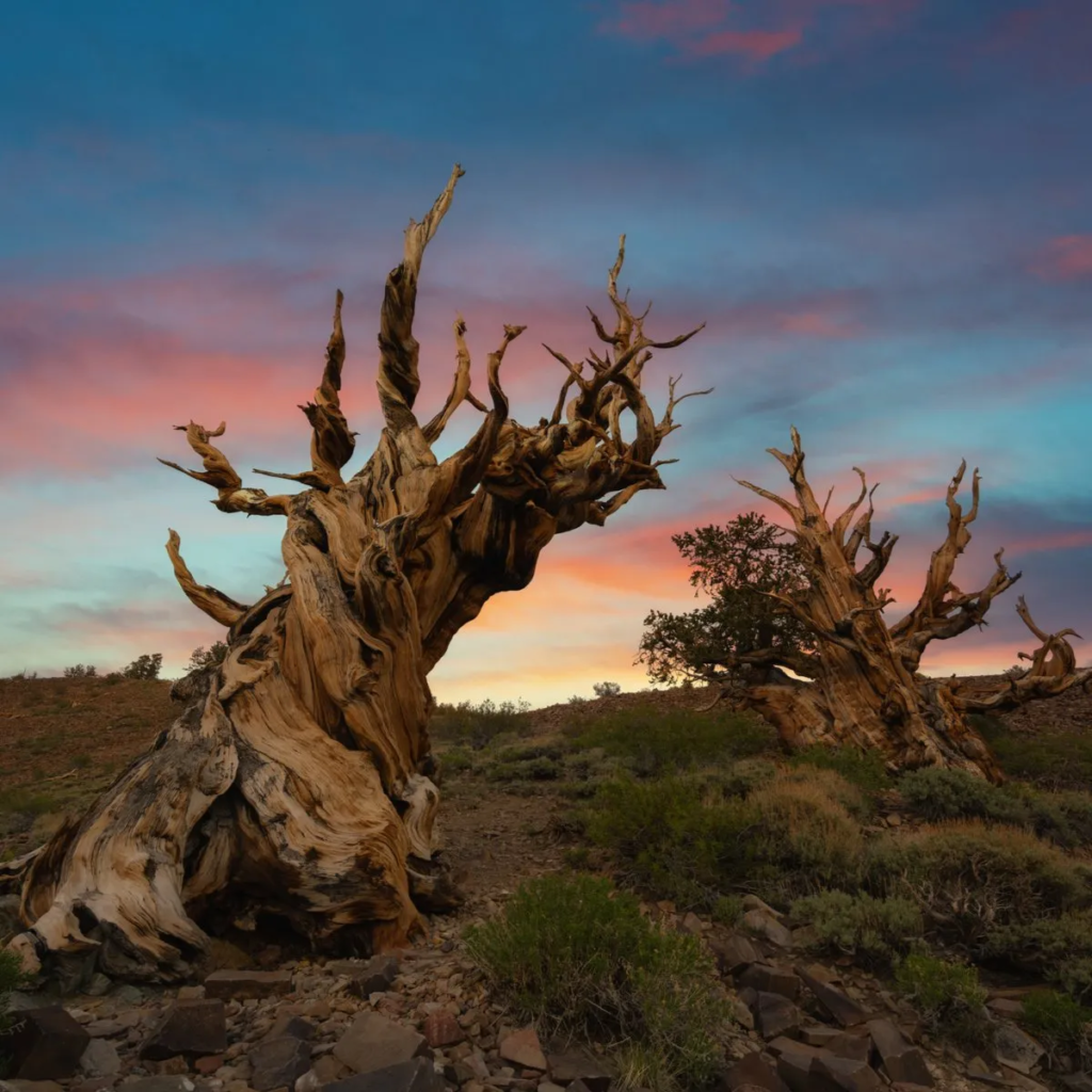 Why Is the Methuselah Tree So Famous?