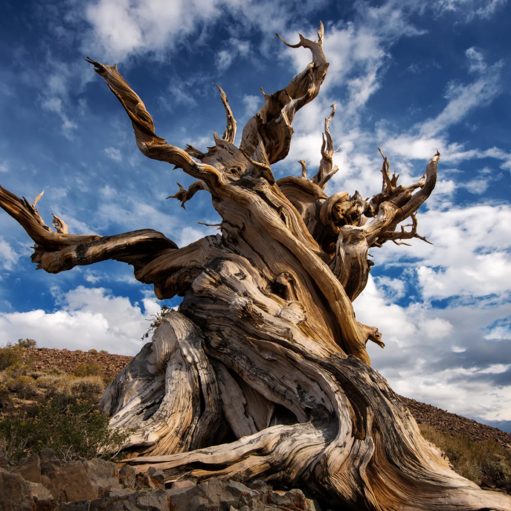 Why Do Scientists Study the Methuselah Tree?