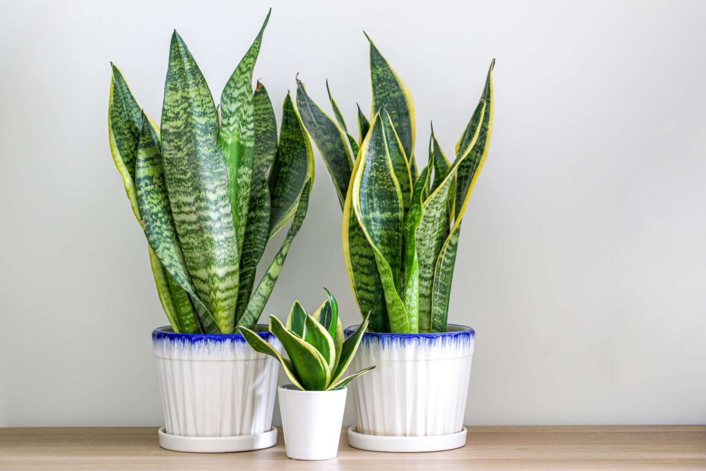Best Time to Propagate Snake Plant