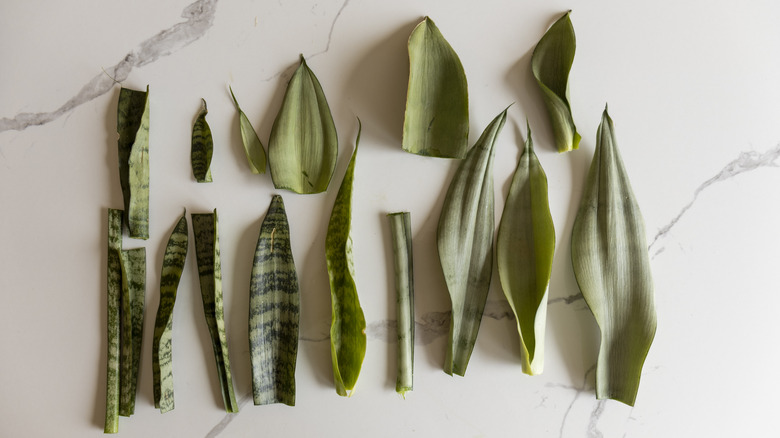 Common Snake Plant Propagation Mistakes